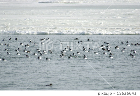 ホオジロガモ ホオジロガモ 15626643