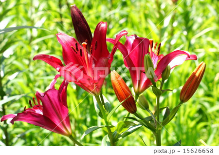 エキゾチックな赤い百合(可睡ゆりの園) エキゾチックな赤い百合(可睡ゆりの園) 15626658