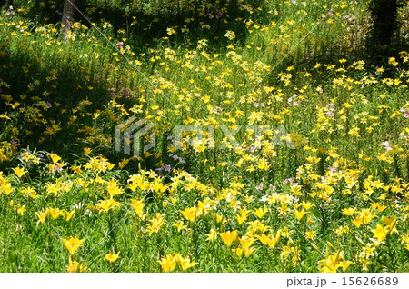 咲き乱れるユリ(可睡ゆりの園) 咲き乱れるユリ(可睡ゆりの園) 15626689