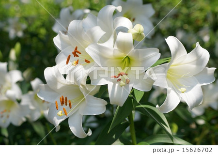 咲き競う白ユリ（可睡ゆりの園） 15626702