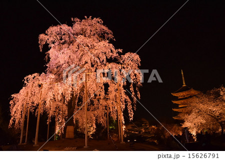 東寺しだれ桜ライトアップの写真素材