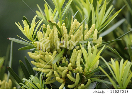 犬槙の雄花 15627013