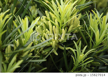 いぬまきの雄花 15627014