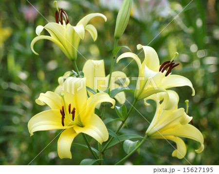 淡黄色のユリ（可睡ゆりの園） 15627195