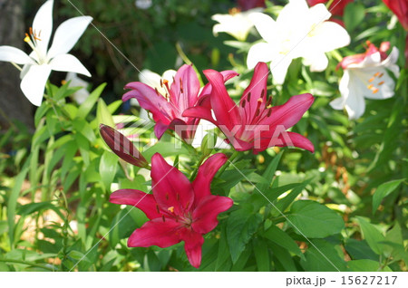 濃ピンクのユリ(可睡ゆりの園) 濃ピンクのユリ(可睡ゆりの園) 15627217