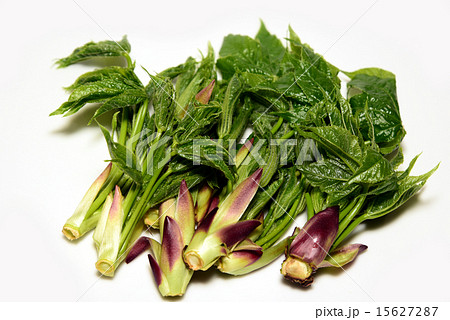 山菜ハリギリ-53：長野県北アルプス山麓 15627287