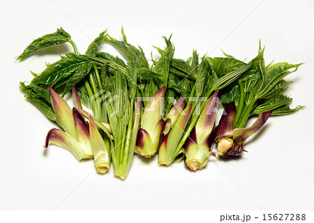 山菜ハリギリ-56：長野県北アルプス山麓 15627288