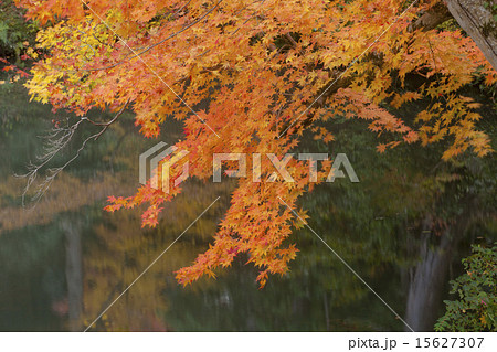 紅葉の木々 紅葉の木々 15627307