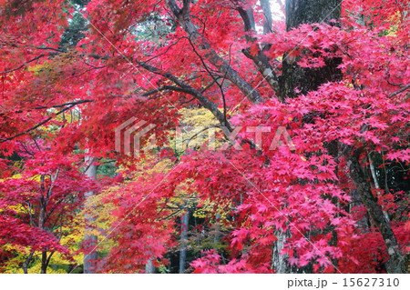紅葉の木々 15627310