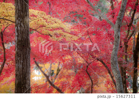 紅葉の木々 15627311