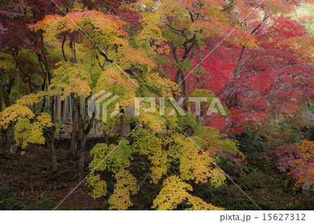 紅葉の木々 15627312