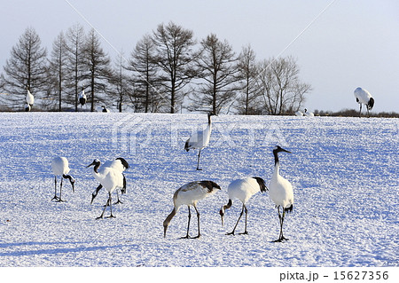 タンチョウ タンチョウ 15627356