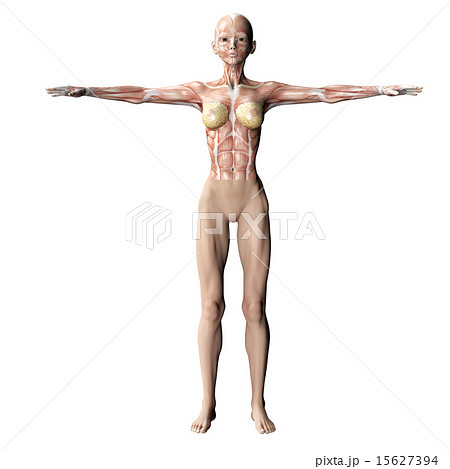 筋肉標本 perming 3DCGイラスト素材 筋肉標本 perming 3DCGイラスト素材 15627394