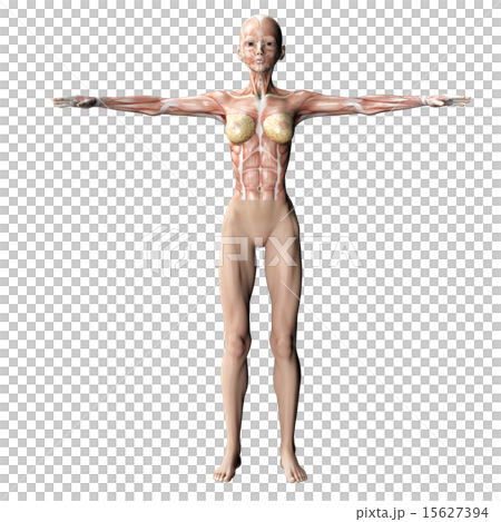 筋肉標本 perming 3DCGイラスト素材 筋肉標本 perming 3DCGイラスト素材 15627394