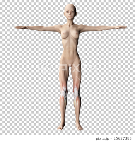 3dcg ヌード 筋肉標本 perming 3DCGイラスト素材のイラスト素材 [15627395] - PIXTA