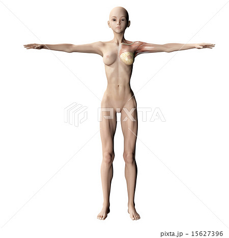 筋肉標本 perming 3DCGイラスト素材 筋肉標本 perming 3DCGイラスト素材 15627396