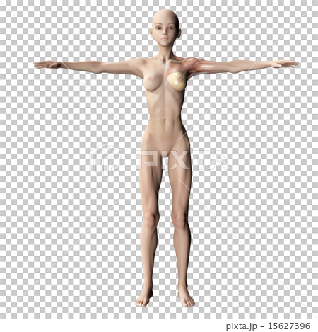 Muscle specimen perming 3DCG illustration material 15627396