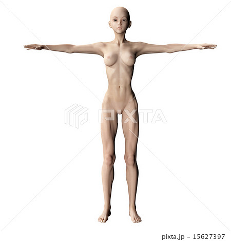 筋肉標本　perming 3DCGイラスト素材 15627397