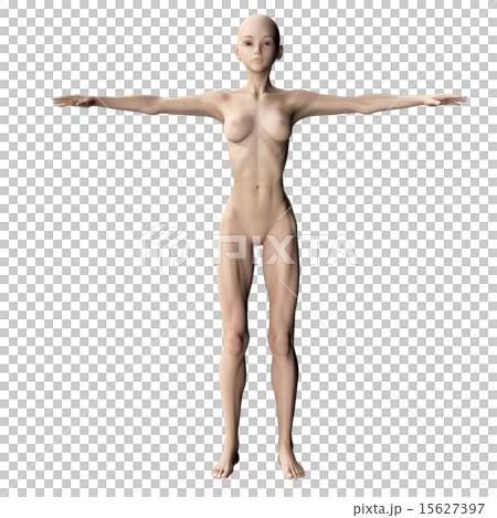 筋肉標本　perming 3DCGイラスト素材 15627397