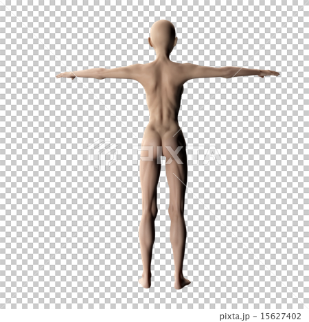 Muscle specimen behind perming 3DCG illustration material 15627402