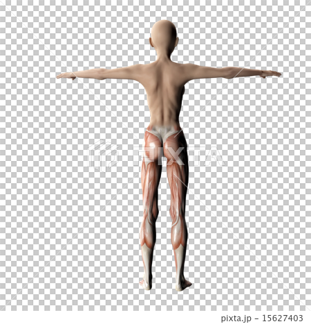 在塑造3DCG例證材料後的肌肉標本 在塑造3DCG例證材料後的肌肉標本 15627403