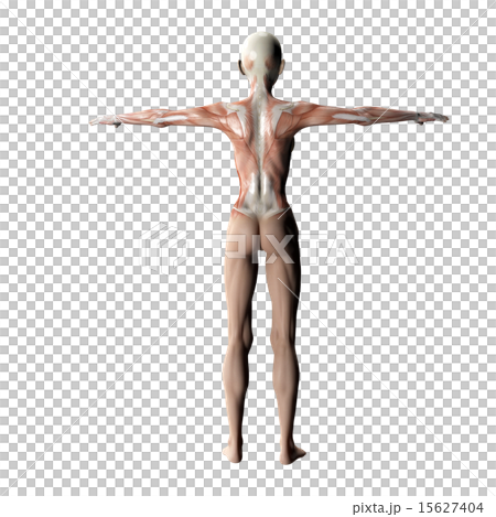 在塑造3DCG例證材料後的肌肉標本 在塑造3DCG例證材料後的肌肉標本 15627404