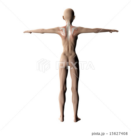 筋肉標本　後ろ　perming 3DCGイラスト素材 15627408