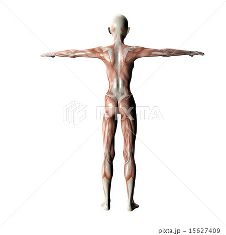 筋肉標本　後ろ　perming 3DCGイラスト素材 15627409