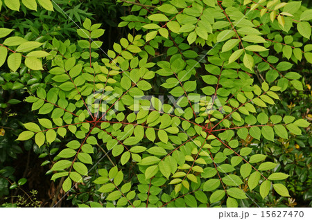 ヤマウルシの若葉 ヤマウルシの若葉 15627470