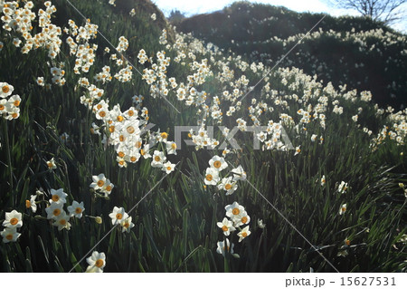 水仙の丘 15627531