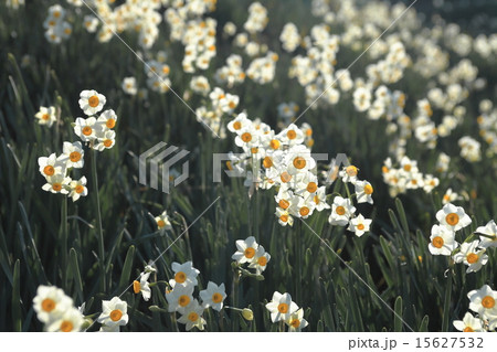 水仙の丘 15627532