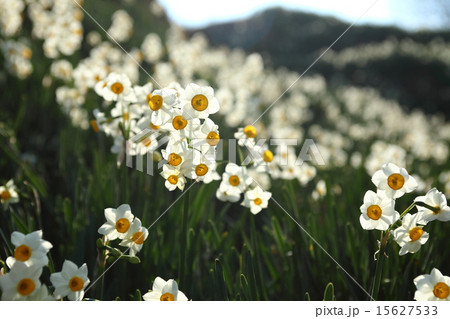 水仙の丘 15627533