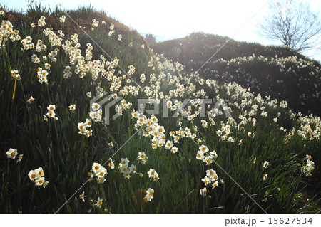 水仙の丘 15627534