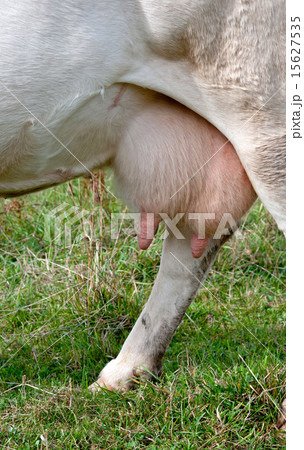 udder 15627535