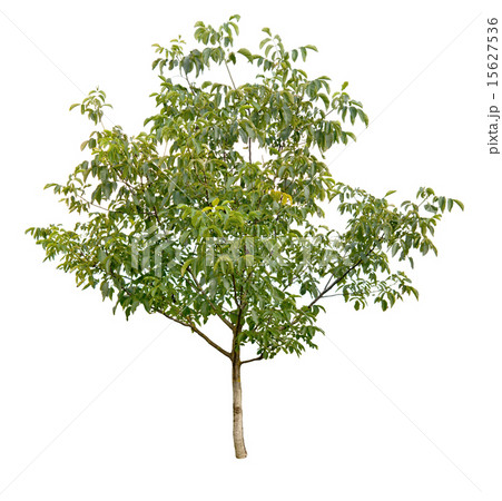walnut tree 15627536