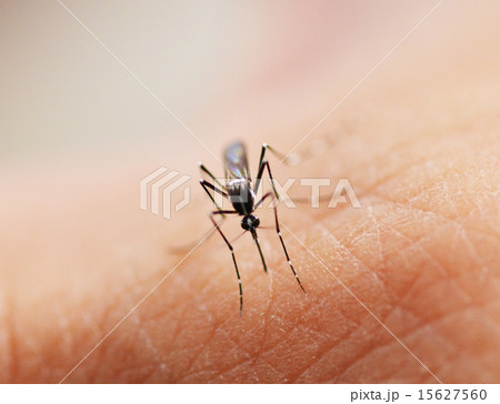 蚊 15627560