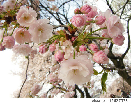 さくら(sakura)/八重桜 さくら(sakura)/八重桜 15627573