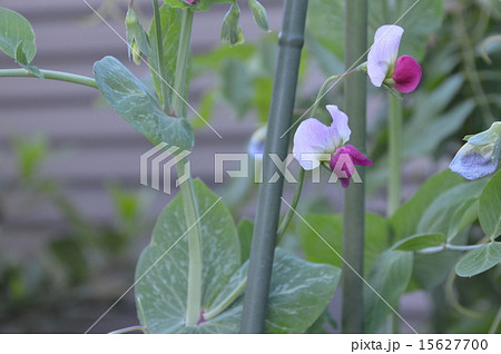 サヤエンドウの花（埼玉県越谷市） 15627700