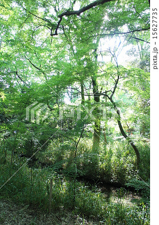 糺の森⑶ 15627735