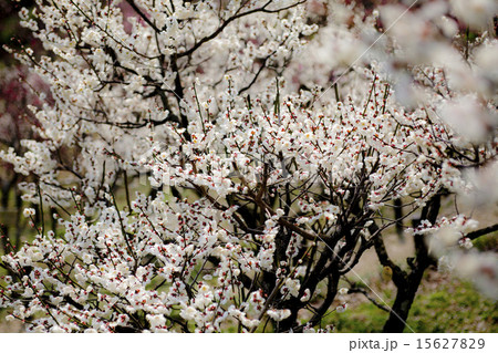 白梅の花 15627829