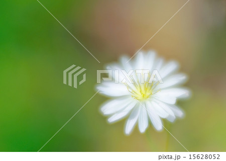 Taraxacum coreanum/dandelion 15628052
