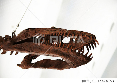 プレシオサウルス 骨格の写真素材 [15628153] - PIXTA