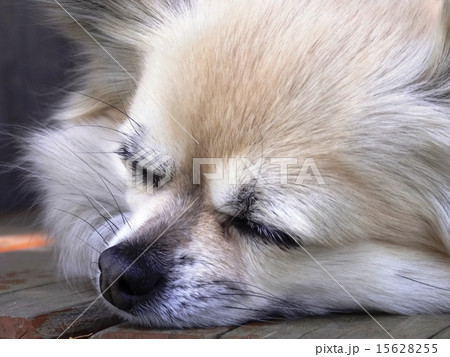 日陰で眠るロングコトチワワの寝顔の写真素材
