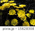 福寿草 15628308