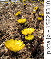 福寿草 15628310