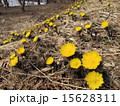 福寿草 15628311