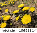 福寿草 15628314