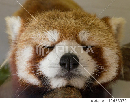 レッサーパンダ 15628373