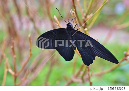 ナガサキアゲハ ナガサキアゲハ 15628393