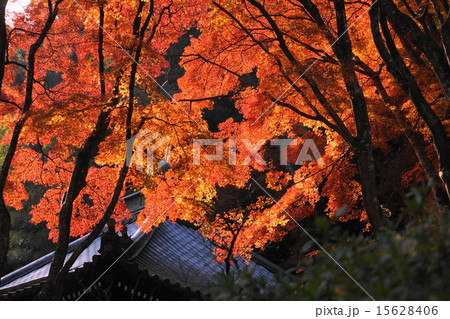 もみじ1 もみじ1 15628406